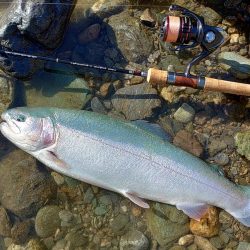 やられた ～天竜川ルアーフライテンカラ専用区～